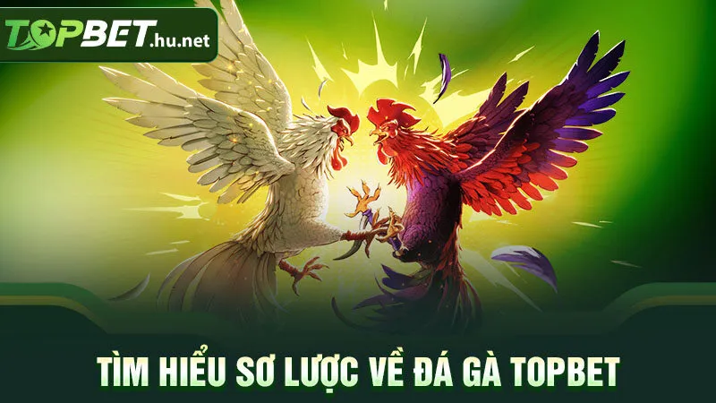 Tìm hiểu sơ lược về đá gà Topbet
